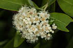 Virginia meadowsweet